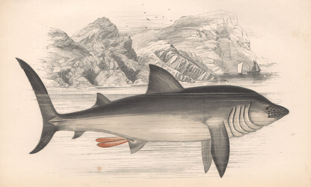 BASKING SHARK. Cetorhinus maximus. COUCH. Fish 1862 old antique print picture